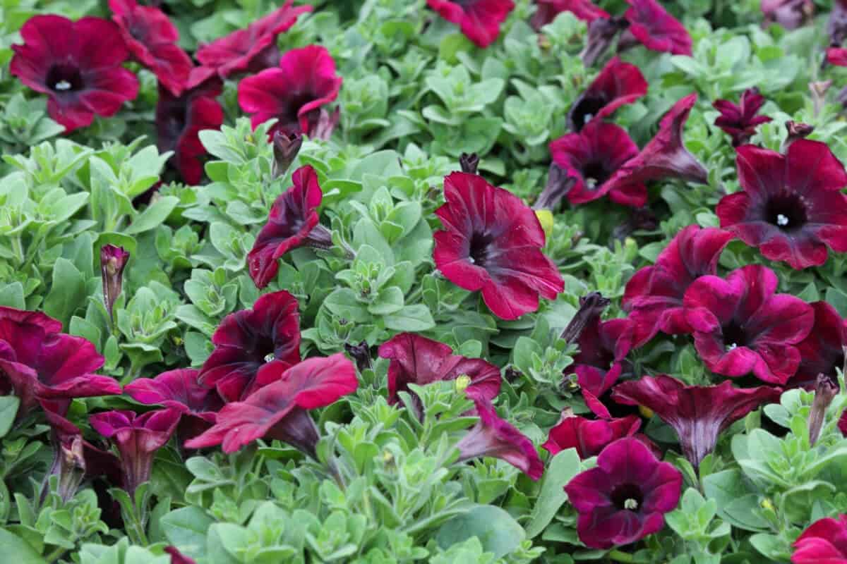 11 Best Plants With Shallow Roots (and Pictures) Smart Garden and Home