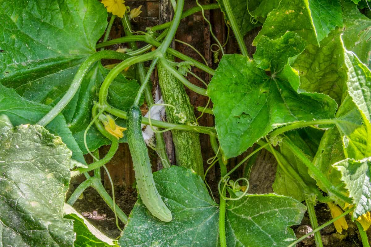 Are Ants on Cucumber Plants Bad? How to Keep Them Off Smart Garden and Home