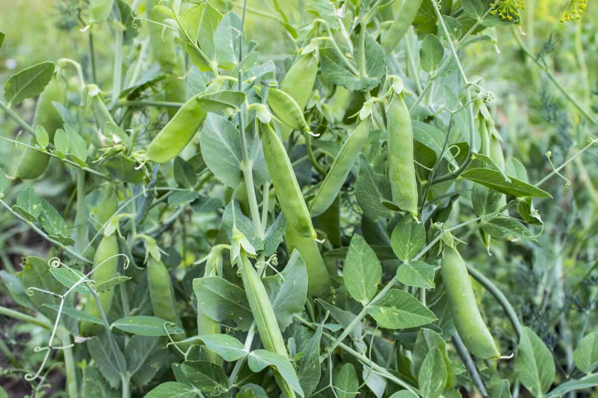 11 Best Hydroponic Vegetables to Grow Smart Garden and Home