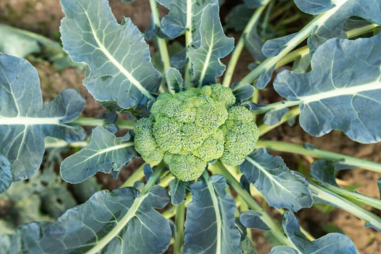 11 Best Plants With Shallow Roots (and Pictures) Smart Garden and Home