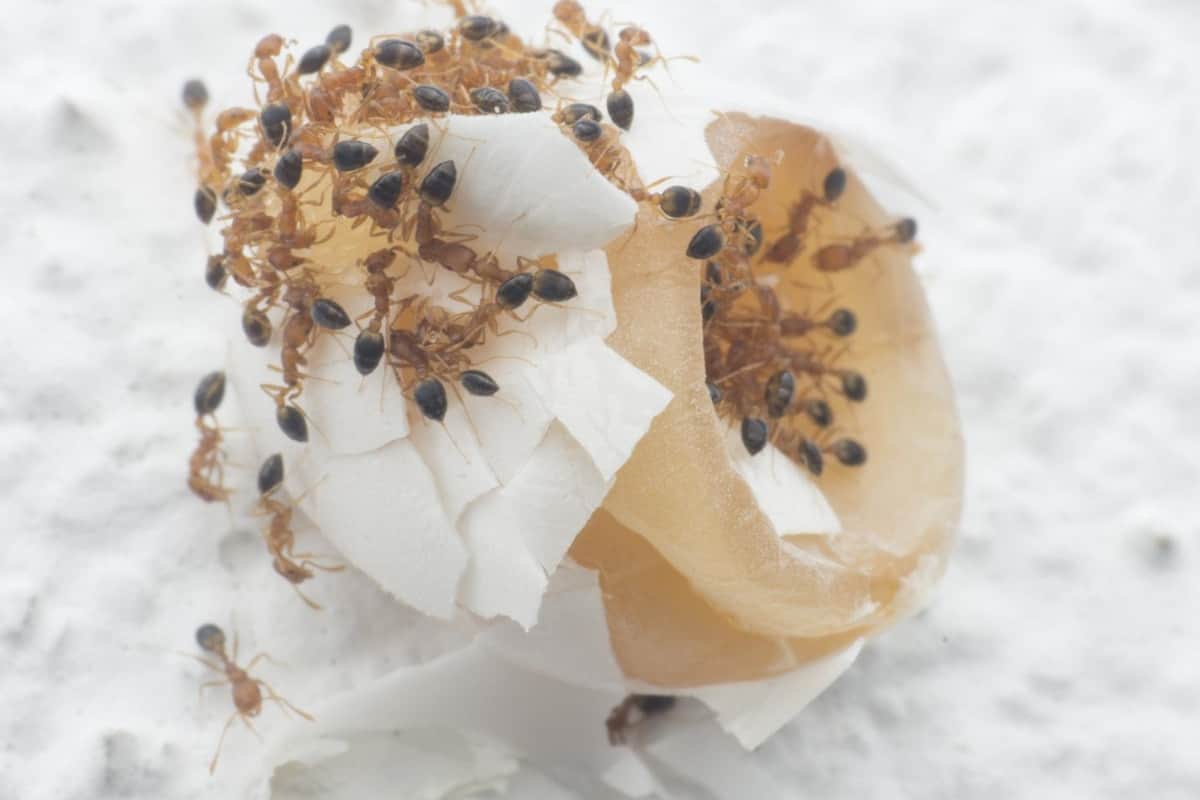 How to Get Rid of Red Ants in the Garden Smart Garden and Home