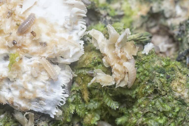 7 Best Beneficial Compost Insects Smart Garden and Home