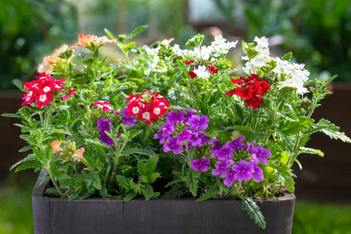 12 Plants With Square Stems (and Pictures) Smart Garden and Home