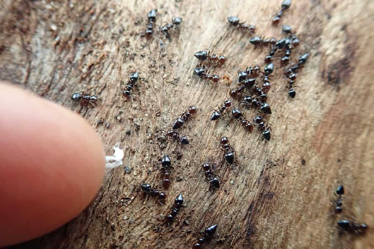 How to Get Rid of Red Ants in the Garden Smart Garden and Home