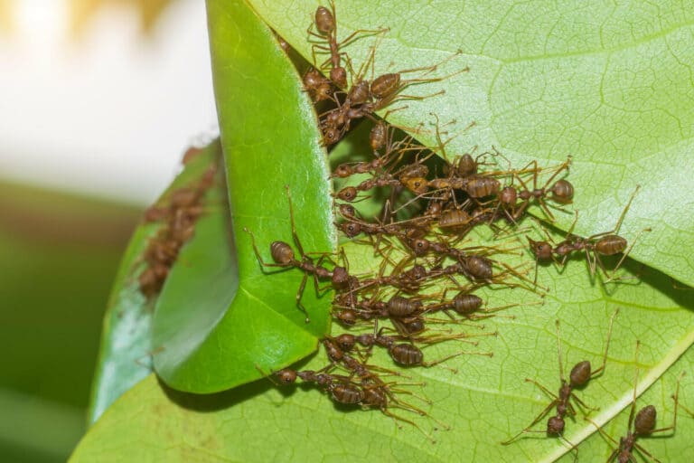 7 Best Beneficial Compost Insects Smart Garden and Home