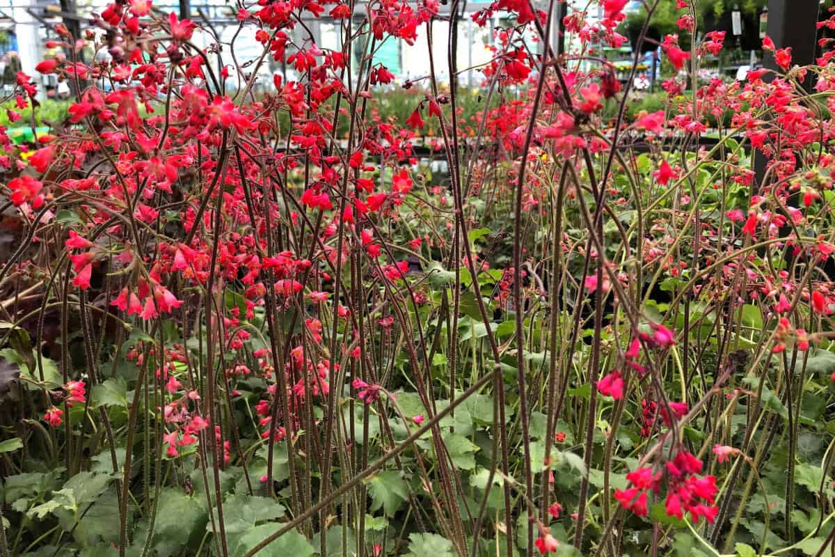 11 Best Plants with Bell Shaped Flowers for Your Garden Smart Garden