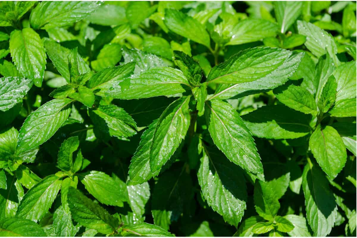 10 Best Plants that Repel Ants Indoors and Outdoors Smart Garden and Home