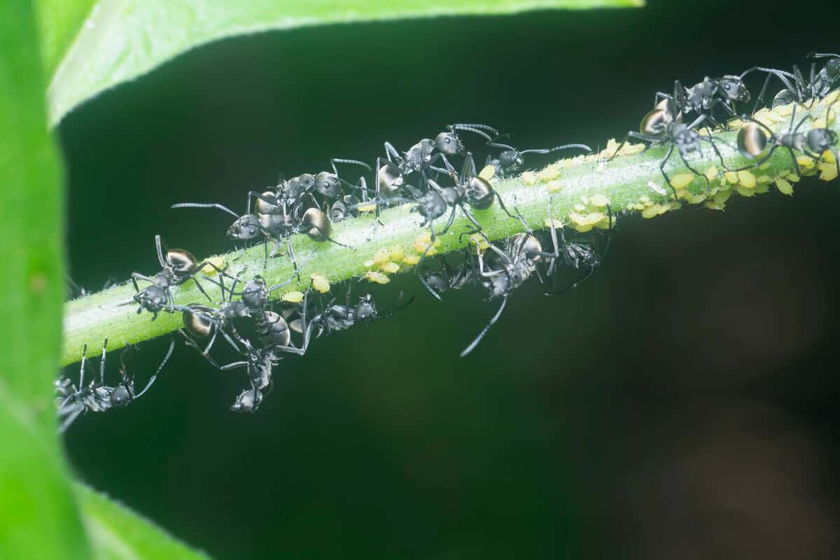 Are Ants on Potato Plants Bad? How to Keep Them Off Smart Garden and Home