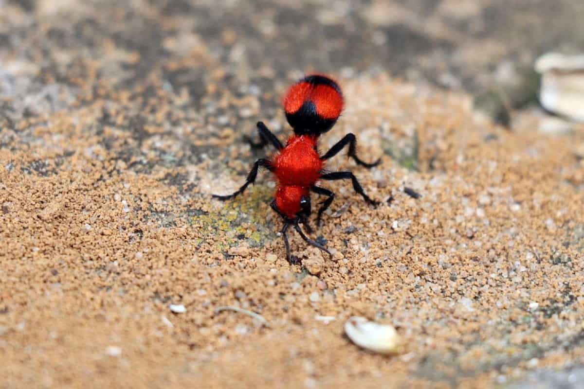 How to Get Rid of Red Ants in the Garden Smart Garden and Home
