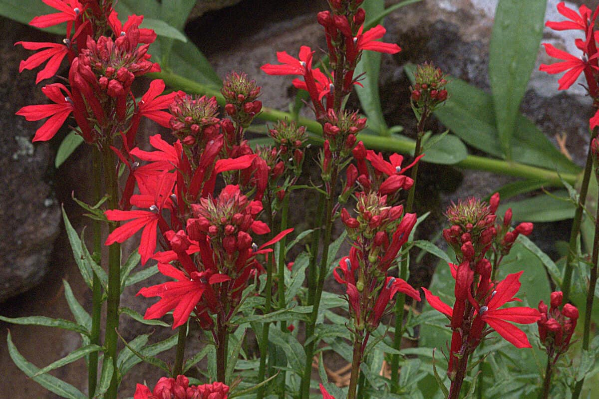 31 Plants With Red Flowers (and Pictures) Smart Garden and Home