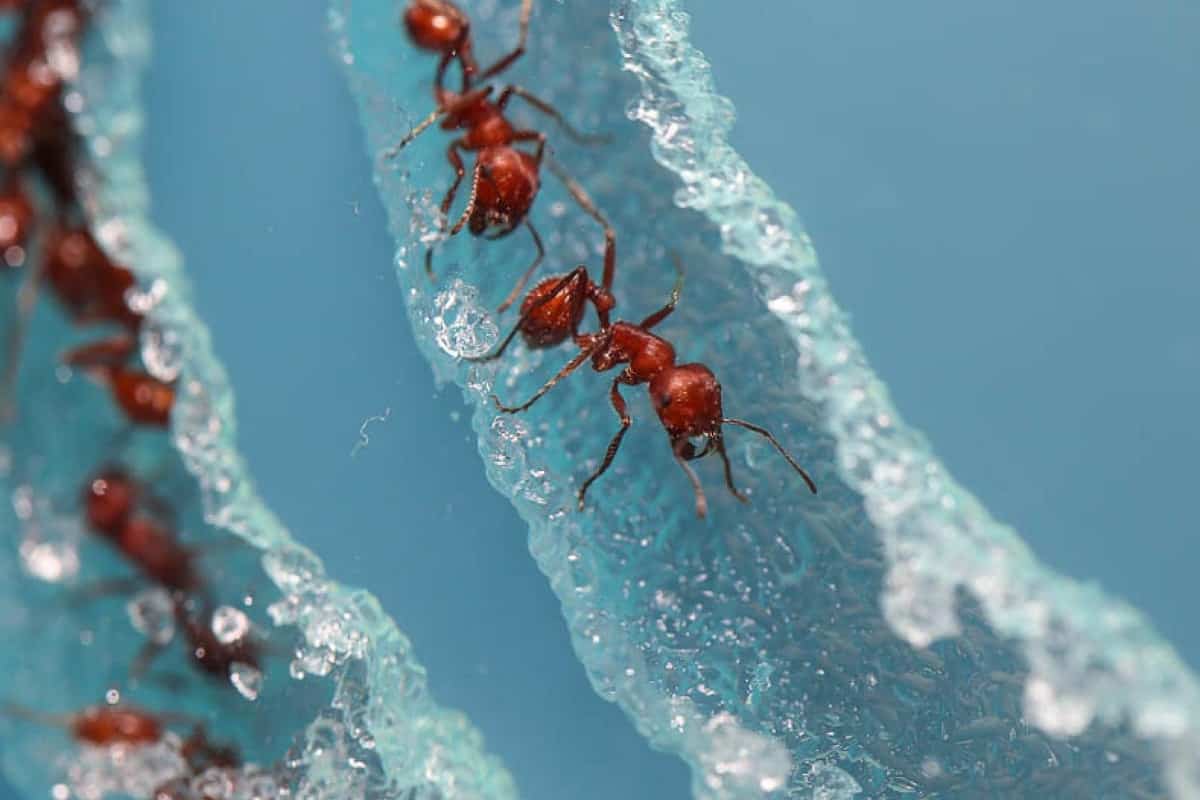 How to Get Rid of Red Ants in the Garden Smart Garden and Home