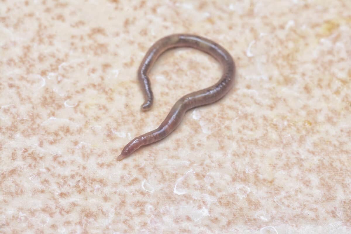 7 Best Beneficial Compost Insects Smart Garden and Home