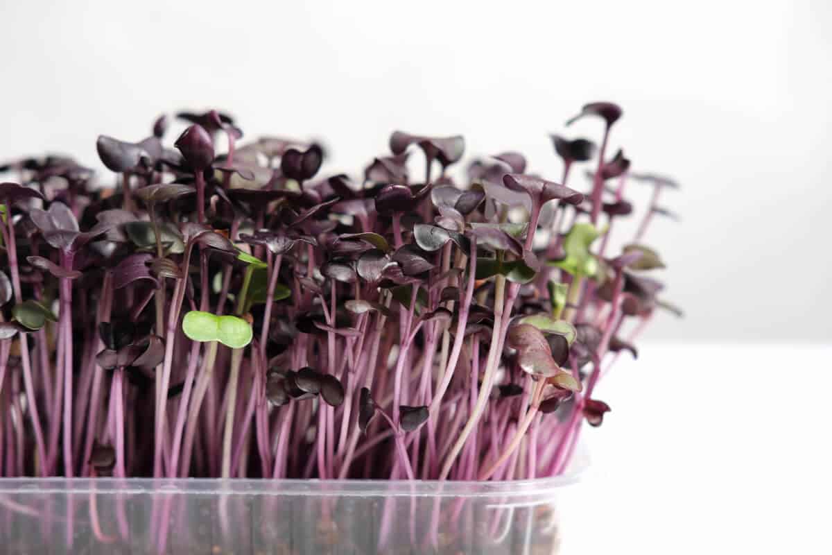 9 Best Hydroponic Microgreens to Grow and Tips Smart Garden and Home