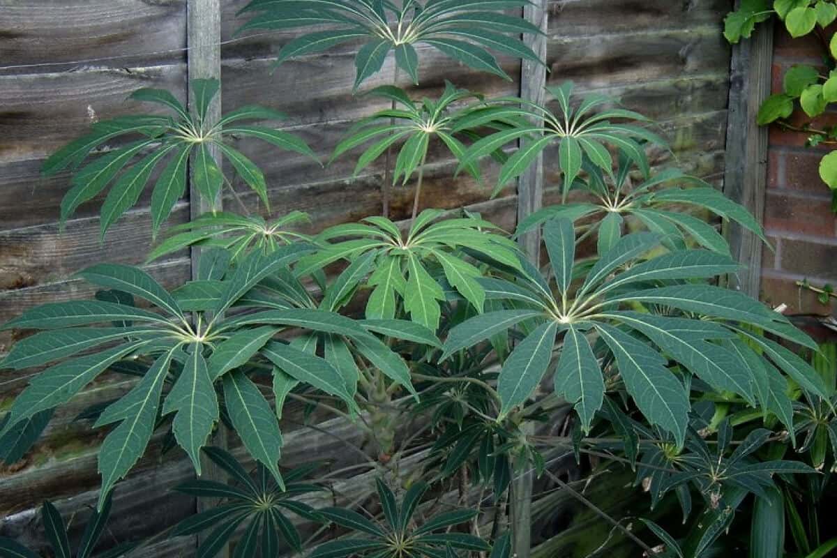 11 Popular Plants With Aerial Roots Smart Garden and Home