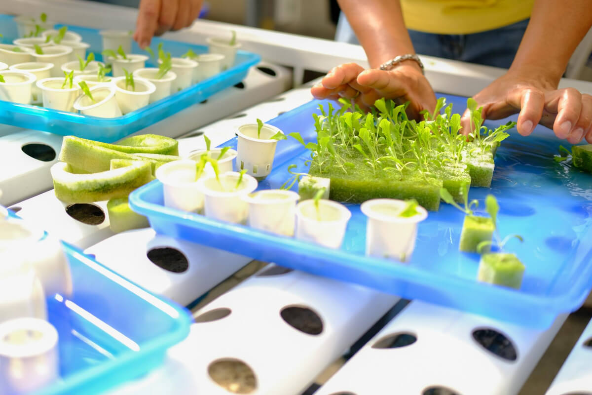 15 Best Hydroponic Tips for Successful Growing Smart Garden and Home