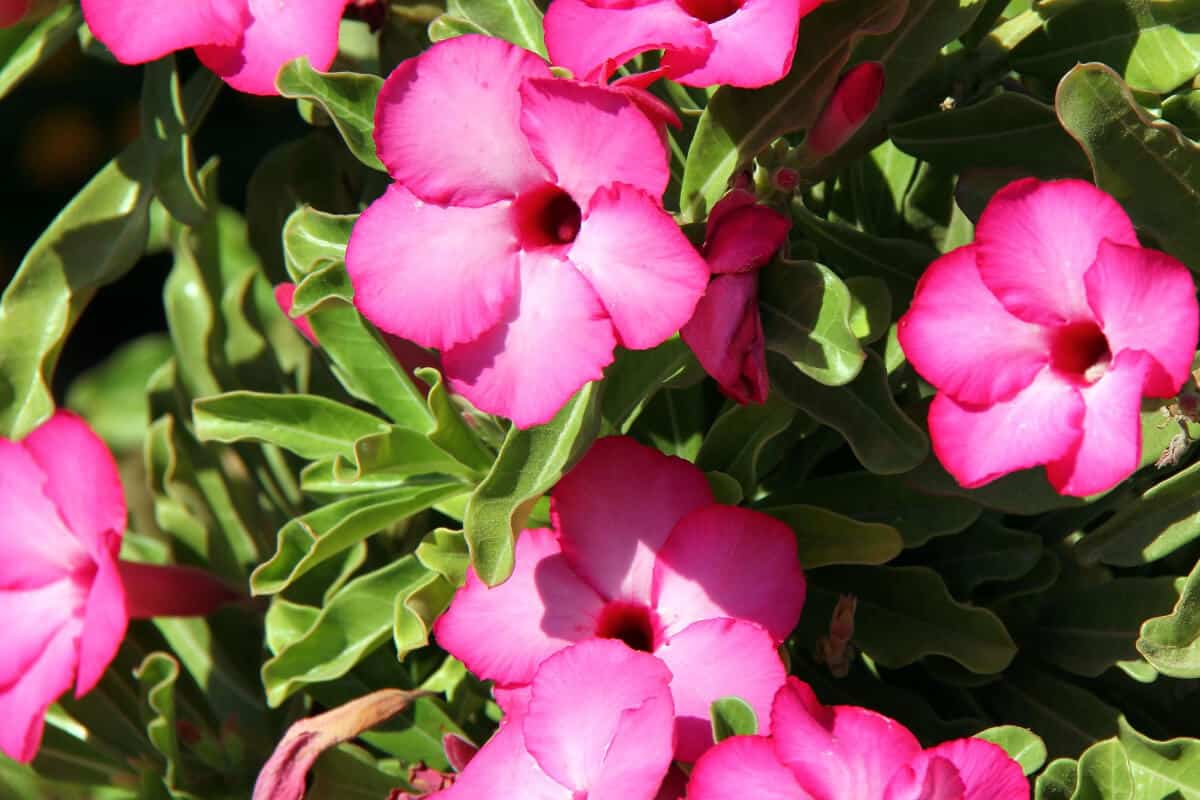 19 Amazing Plants With Waxy Leaves Smart Garden And Home