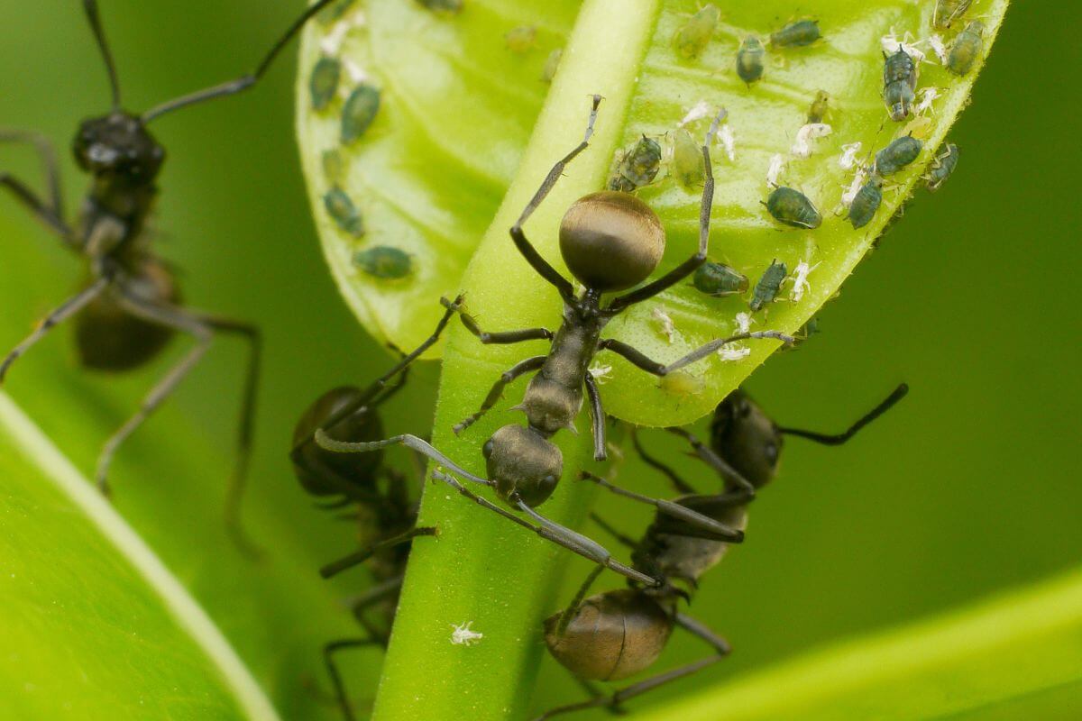 Are Ants on Squash Plants Bad? How to Keep Them Off Smart Garden and Home