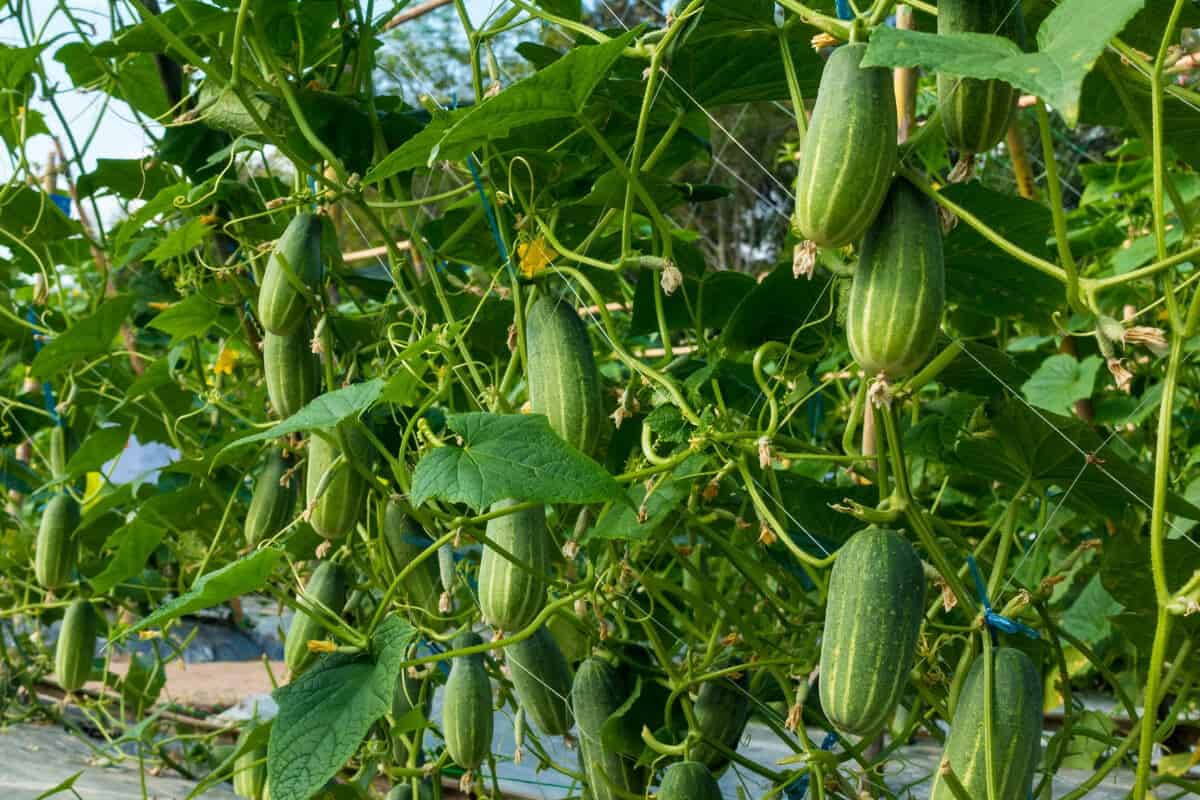 Are Ants on Cucumber Plants Bad? How to Keep Them Off Smart Garden