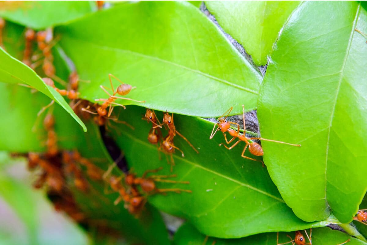 Are Ants on Pepper Plants Bad? How to Keep Them Off Smart Garden and Home