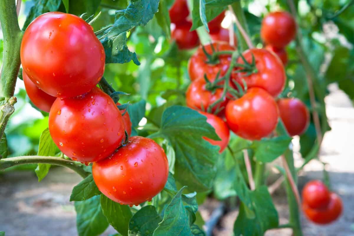 Are Ants on Tomato Plants Bad? How to Keep Them Off Smart Garden and Home