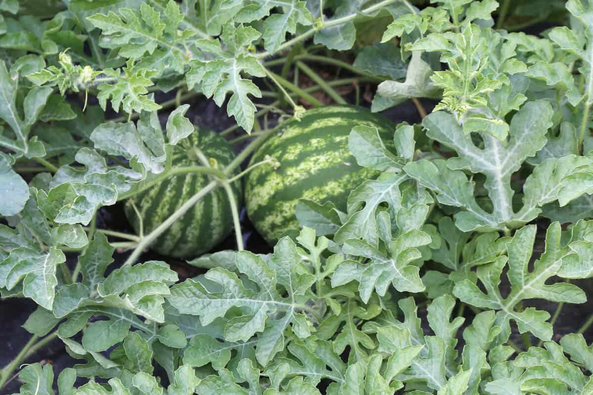 Are Ants on Watermelon Plants Bad? How to Keep Them Off Smart Garden
