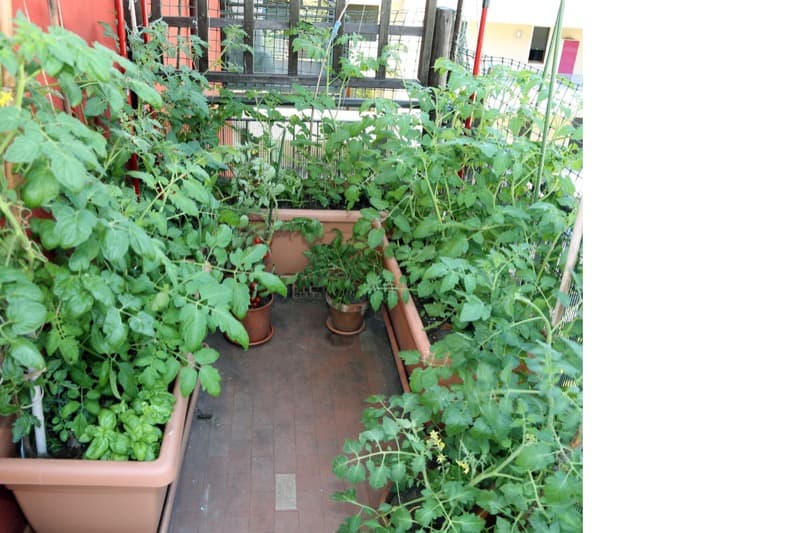 How to Start a Balcony Vegetable Garden Smart Garden and Home