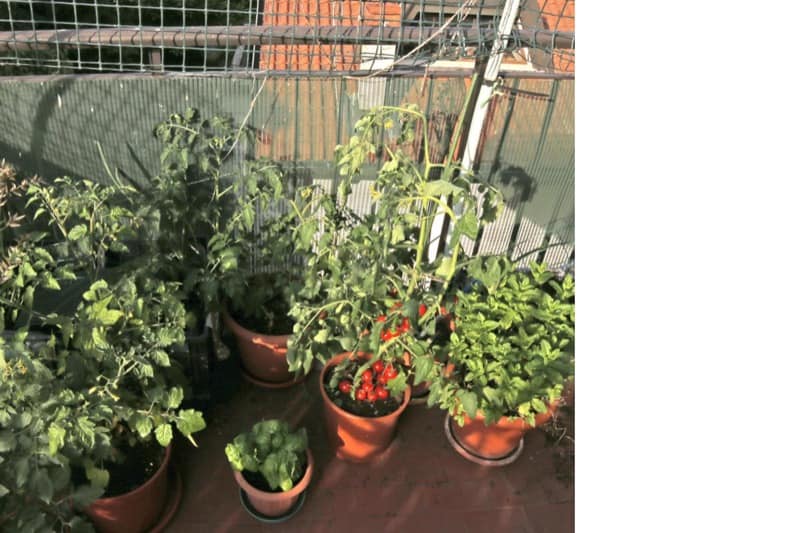 How to Start a Balcony Vegetable Garden Smart Garden and Home