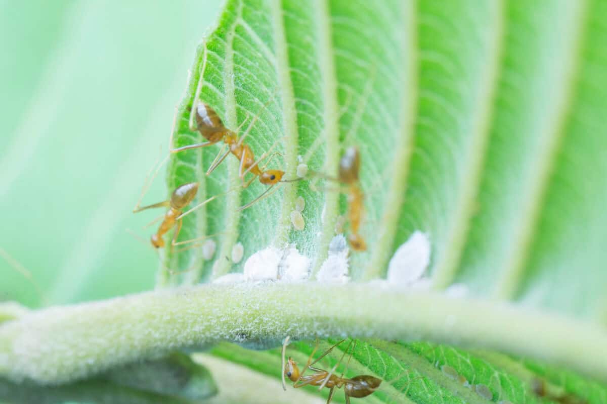 Are Ants on Pepper Plants Bad? How to Keep Them Off Smart Garden and Home