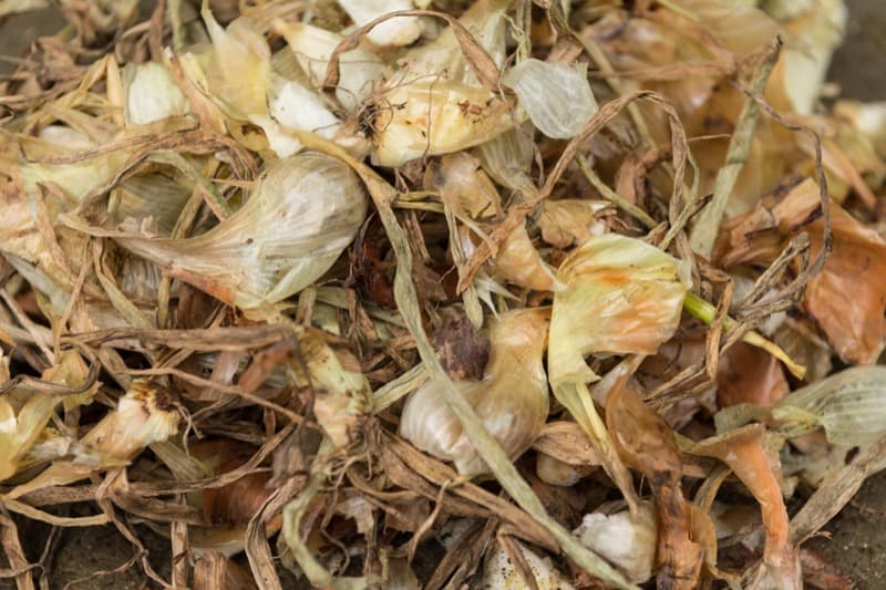 Can You Compost Onions? Smart Garden and Home