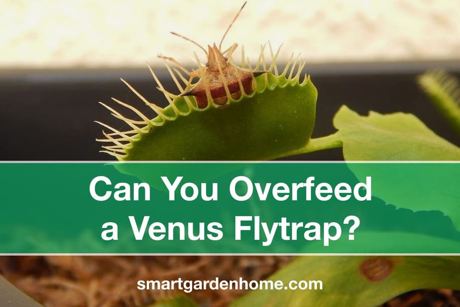 Can You Overfeed A Venus Flytrap? Smart Garden And Home