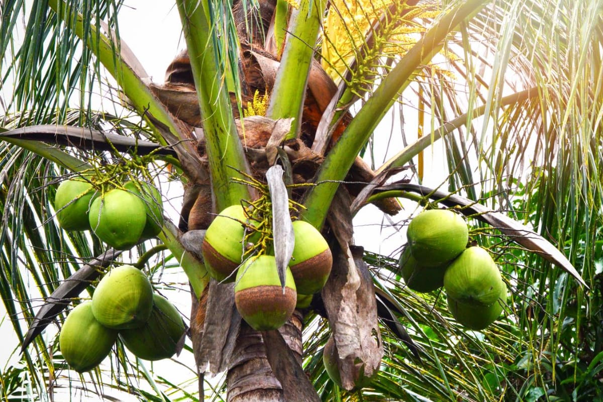 Is Coconut a Fruit or Vegetable? Smart Garden and Home