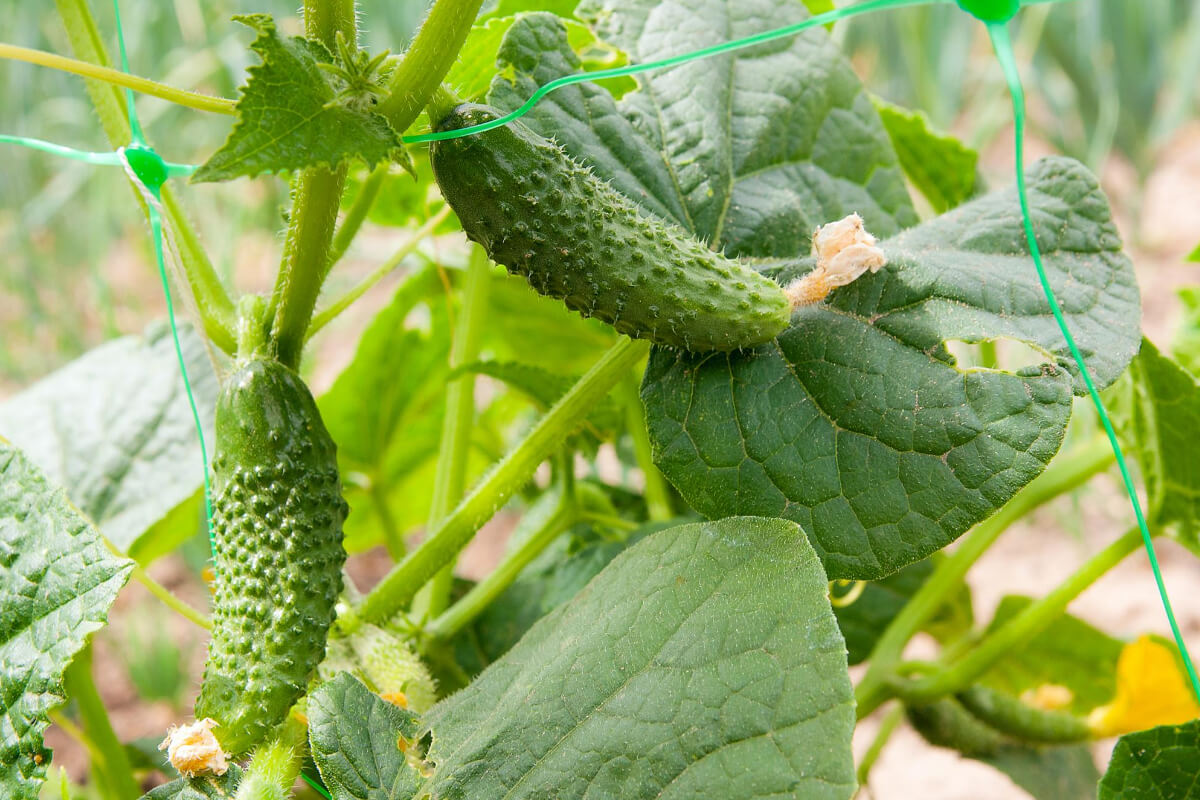 Is the Cucumber a Fruit or Vegetable? Smart Garden and Home