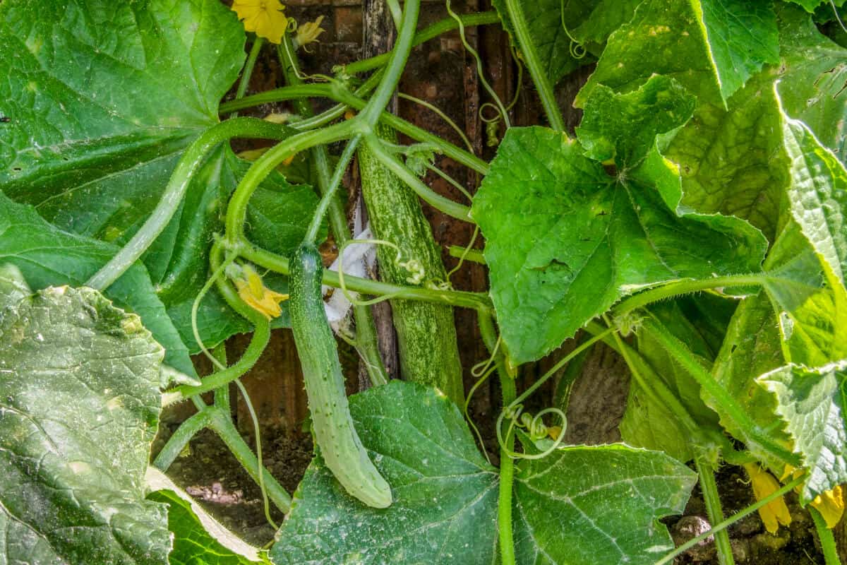 How to Get Rid of Ants in Vegetable Garden Smart Garden and Home