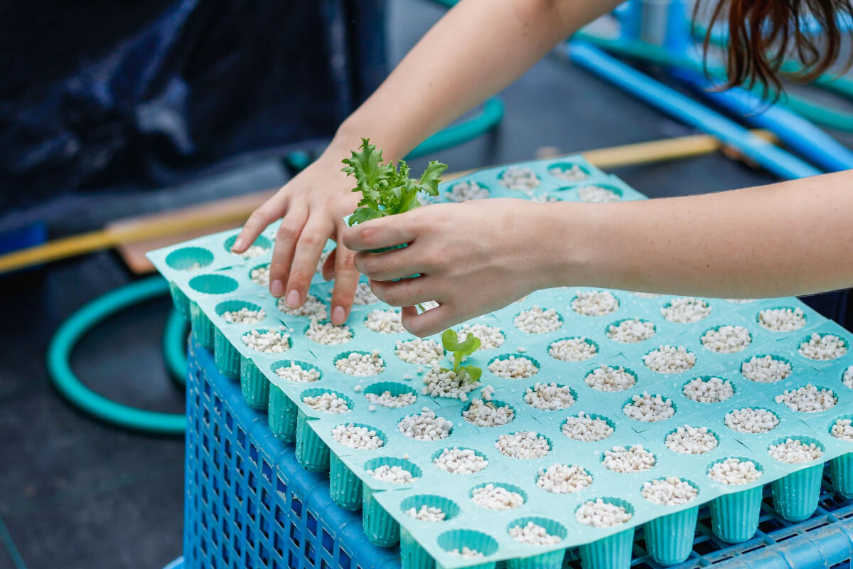 How to DIY Hydroponic Nutrients at Home Smart Garden and Home