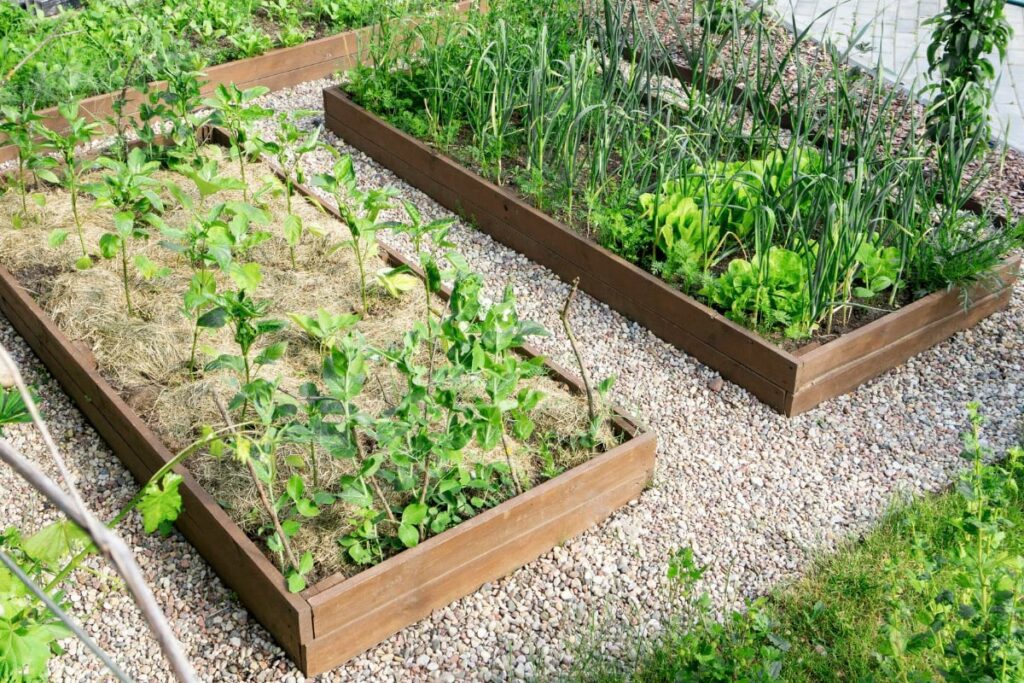 How To Mulch a Vegetable Garden Smart Garden and Home