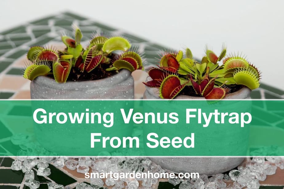 Growing A Venus Flytrap From Seed Smart Garden And Home