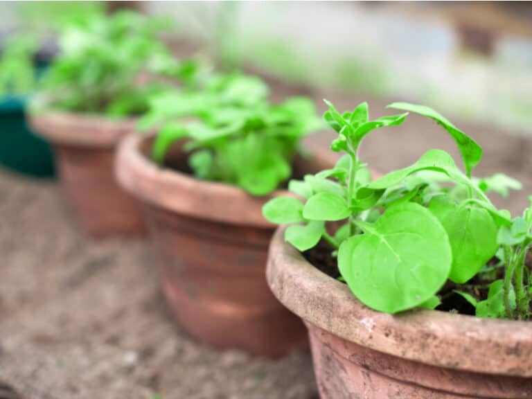 13 Ways to Keep Rats Out of Your Vegetable Garden Smart Garden and Home