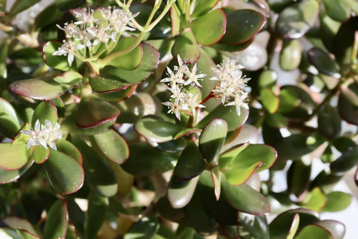 Does a Jade Plant Flower and Bloom? Smart Garden and Home