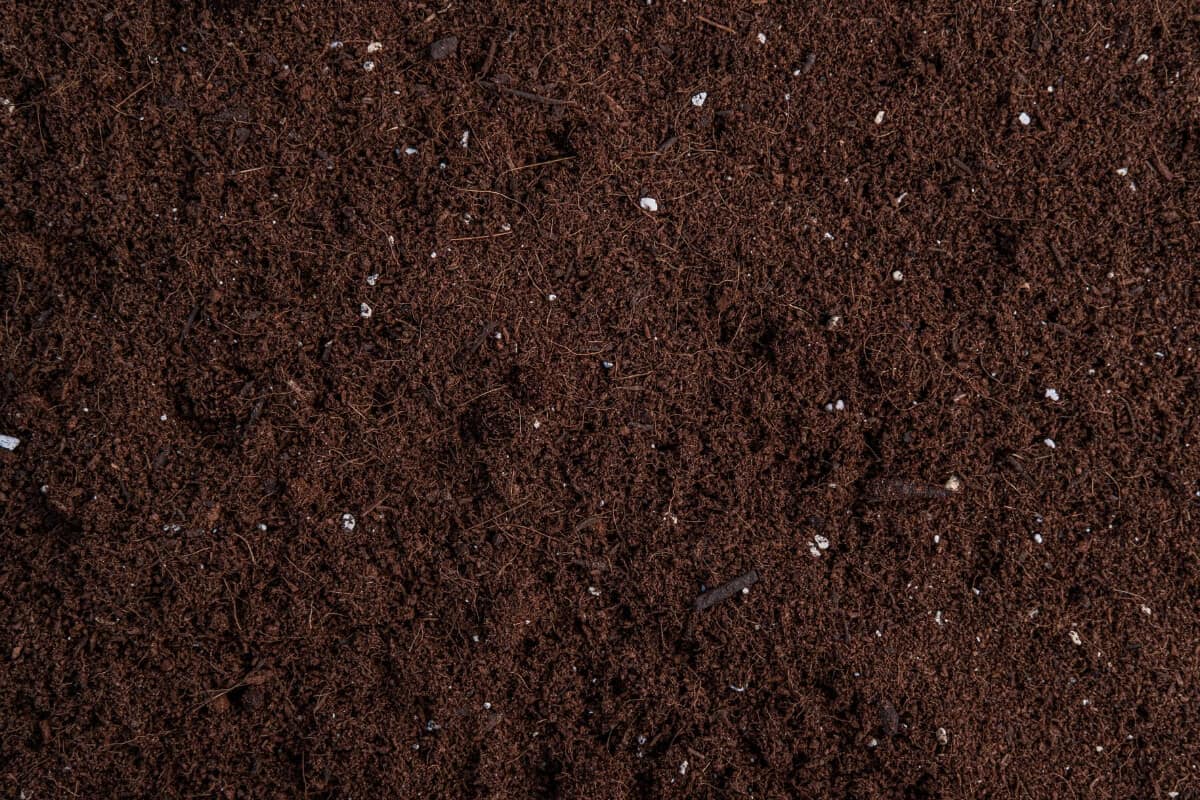 Choose the Best Jade Plant Soil Mix and Pots Smart Garden and Home