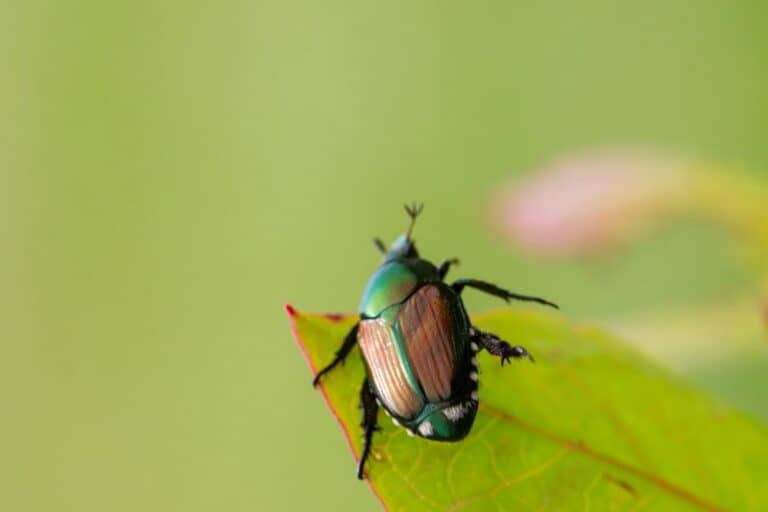 Where Do Japanese Beetles Go At Night? Smart Garden and Home