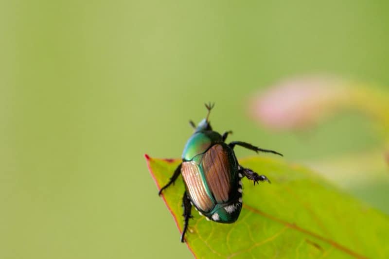 Where Do Japanese Beetles Go At Night? Smart Garden and Home