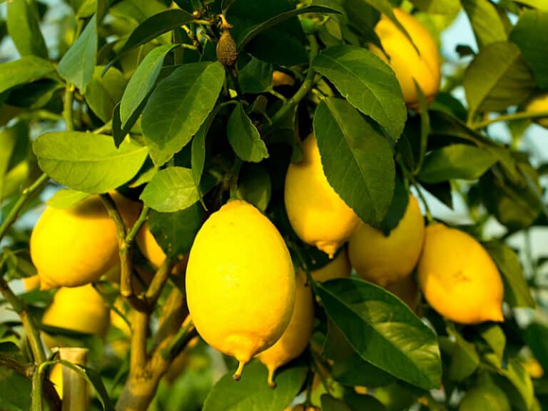 Is Lemon ManMade Or Natural? Smart Garden and Home