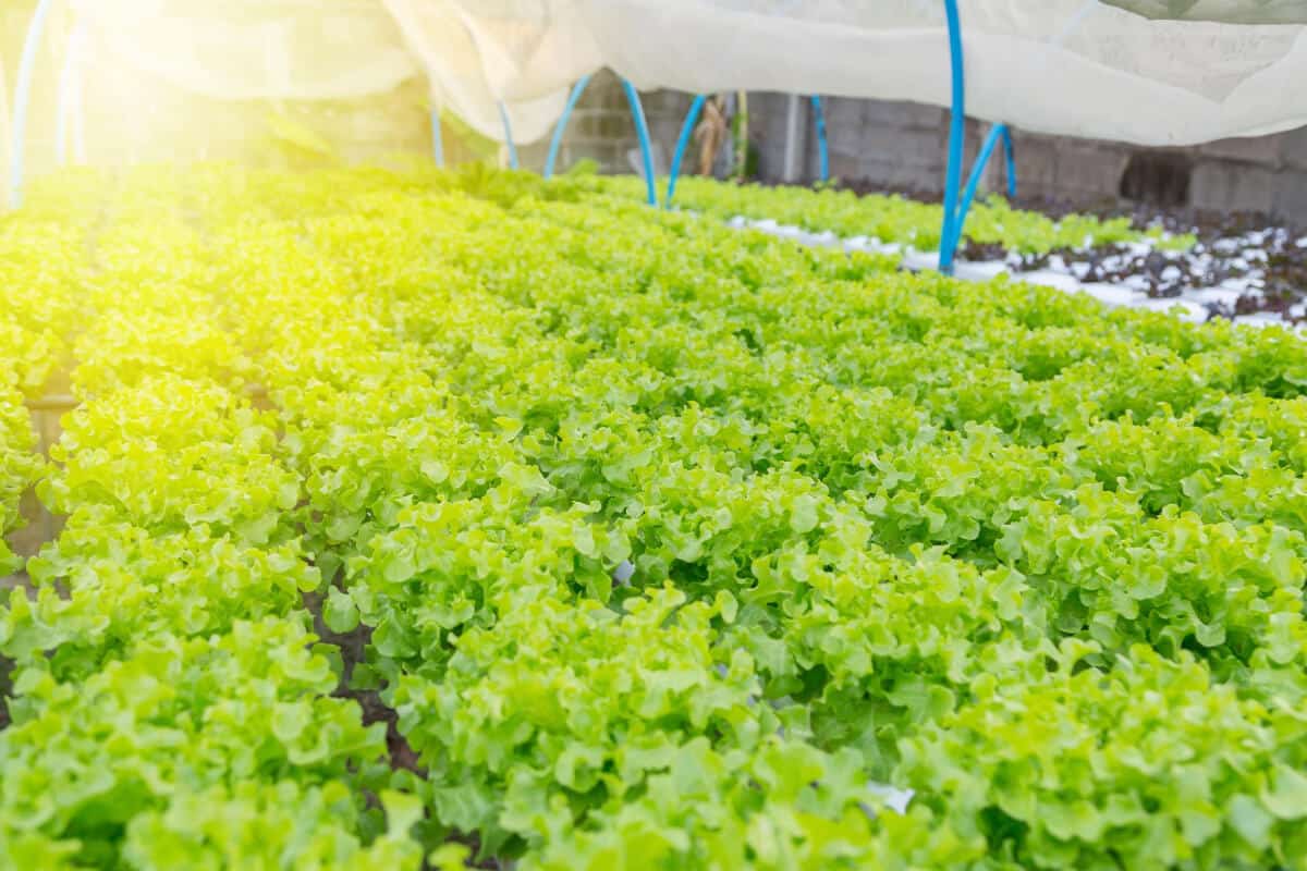 How to Grow Hydroponic Lettuce (No Soil Needed) Smart Garden and Home