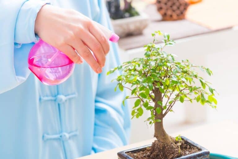 How Often to Water Bonsai Tree Smart Garden and Home