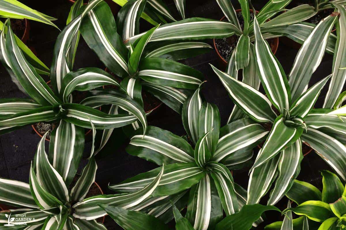 How Fast Do Spider Plants Grow and How Big? Smart Garden and Home
