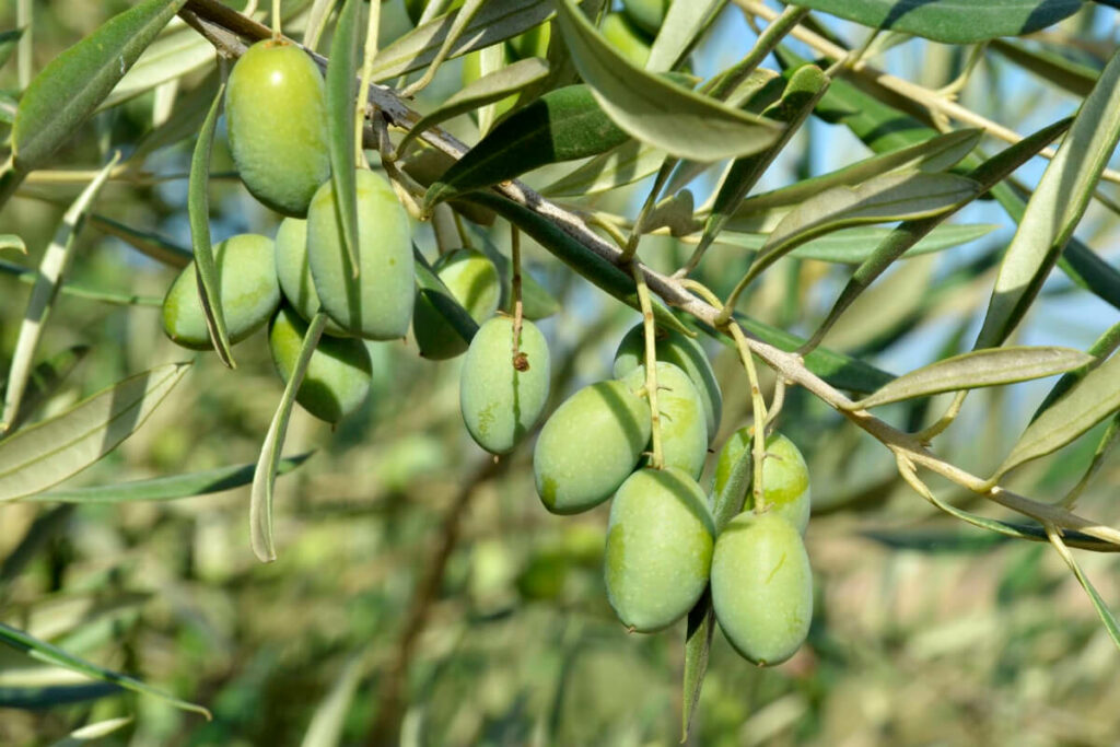 Is Olive a Fruit or Vegetable? Smart Garden and Home