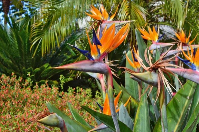 Bird of Paradise Fertilizer How to Feed Plants Smart Garden and Home