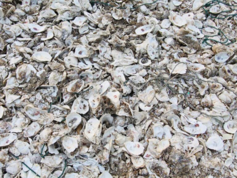 Can You Compost Oyster Shells? Smart Garden and Home
