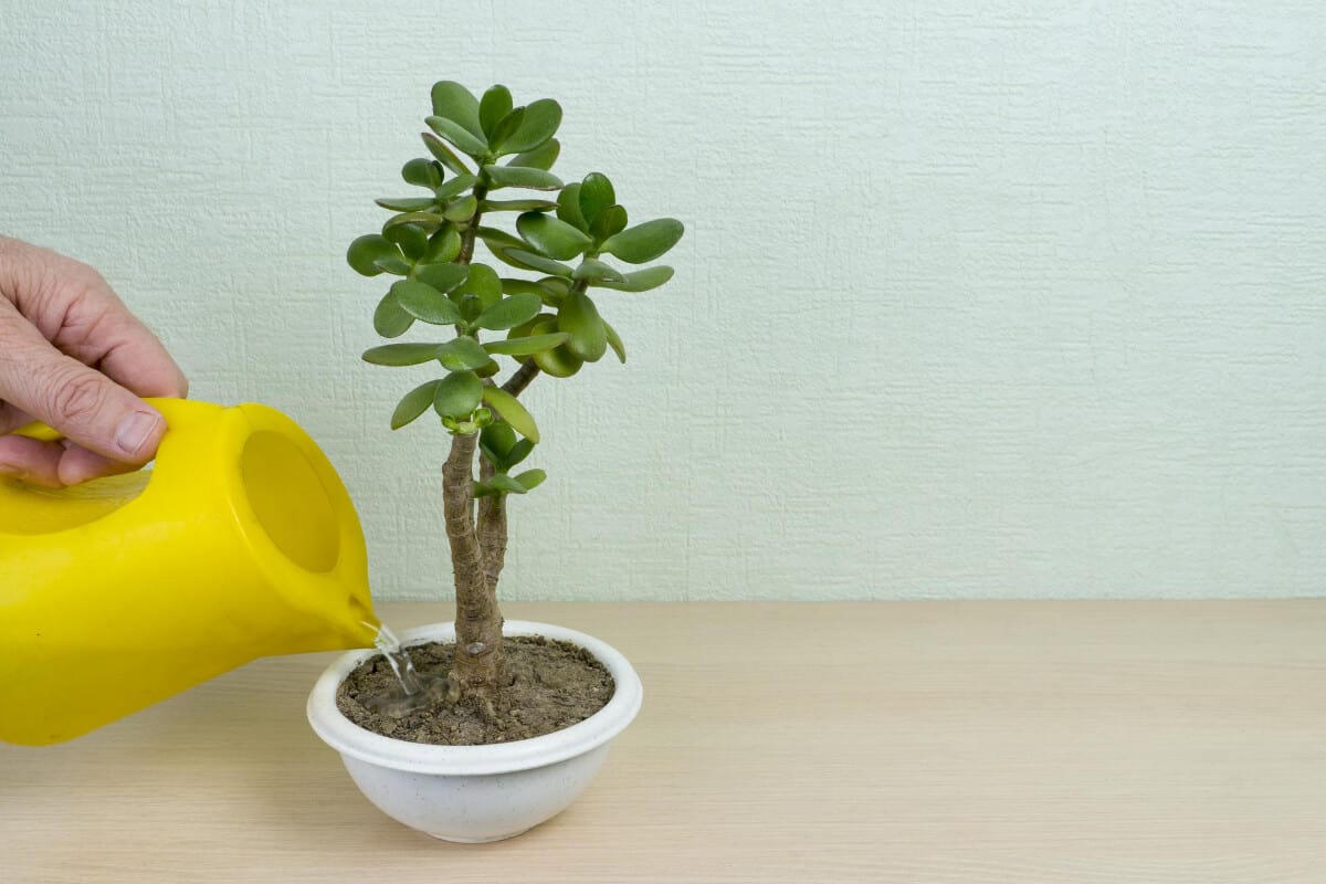 How to Fix a Leggy Jade Plant Smart Garden and Home