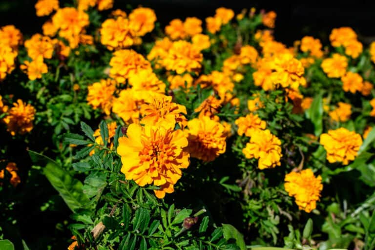 How to Get Rid of Ants in Raised Garden Bed Smart Garden and Home